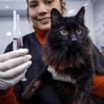 Araucária vacina mais de 2,6 mil animais em campanha estadual
