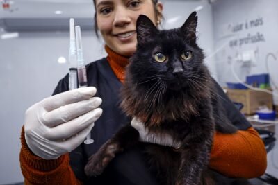 Araucária vacina mais de 2,6 mil animais em campanha estadual